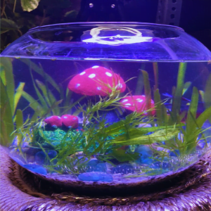 Betta Bowl Aquarium with Live Plant