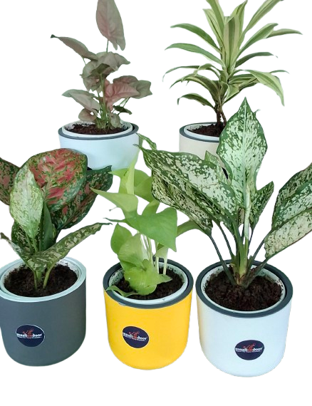 5 Indoor Plans Combo with Self-watering Pot