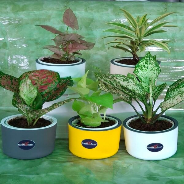 5 Indoor Plans Combo with Self-watering Pot
